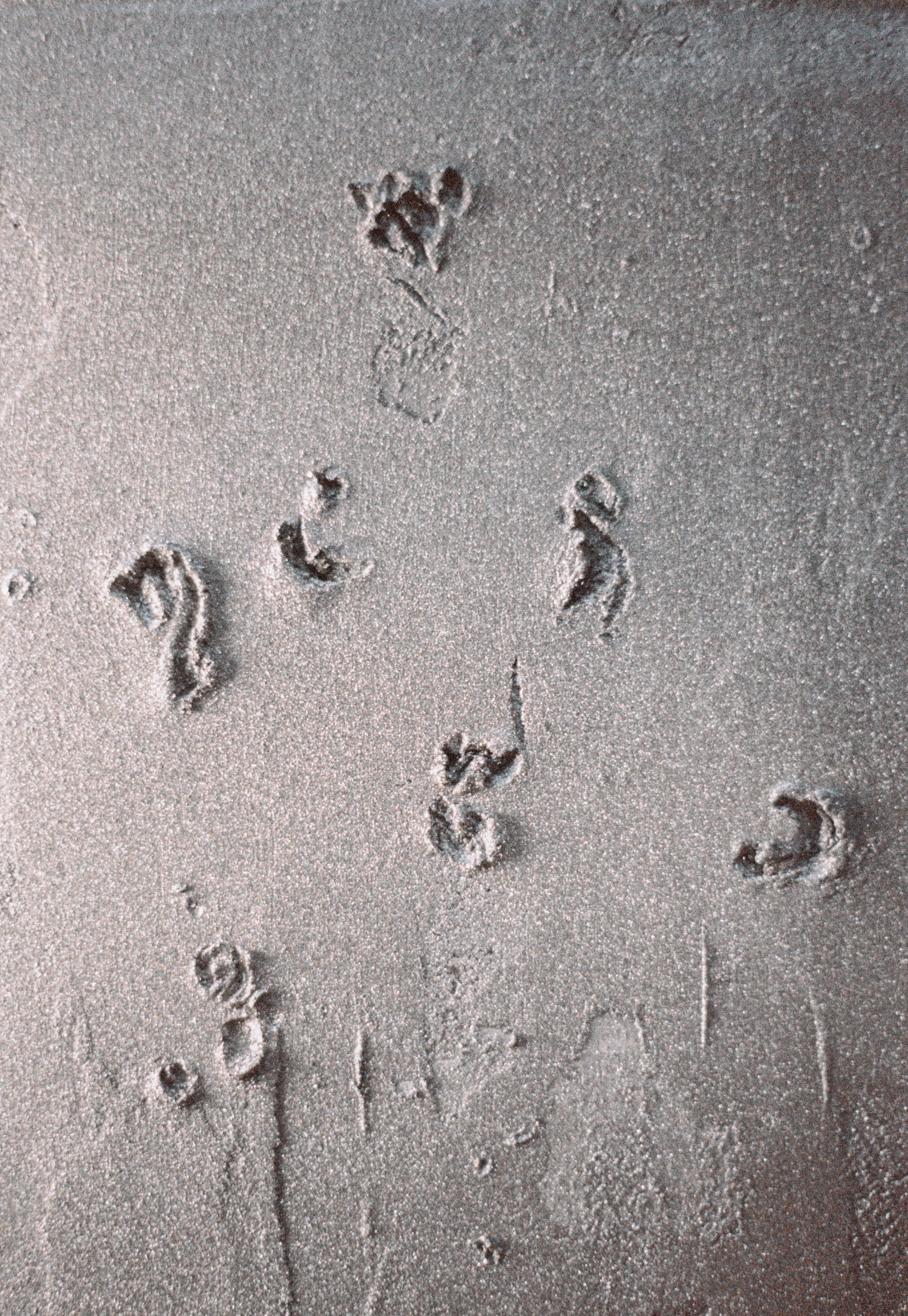 Fossil 01